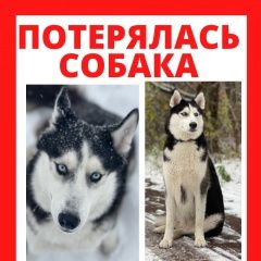 Подробнее об объявлении «Москва Пропала собака» Фото: пропала собака Сибирская хаски «Москва Пропала собака» в г. Москва