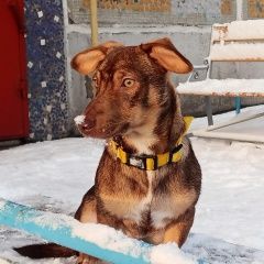 Подробнее об объявлении «Омск Пропала собака кобель в чкаловском поселке» Фото: пропала собака  «Омск Пропала собака кобель в чкаловском поселке» в г. Омск