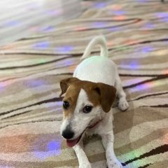 Подробнее об объявлении «Омск Пропала собака» Фото: пропала собака Джек рассел терьер «Омск Пропала собака» в г. Омск