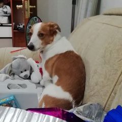 Подробнее об объявлении «Омск Пропала собака кобель» Фото: пропала собака  «Омск Пропала собака кобель» в г. Омск