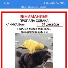 Подробнее об объявлении «Москва Пропала собака. окрас коричневый девочка» Фото: пропала собака  «Москва Пропала собака. окрас коричневый девочка» в г. Москва