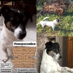 Подробнее об объявлении «Пропала собака кобель Новороссийск» Фото: пропала собака  «Пропала собака кобель Новороссийск» в г. Новороссийск