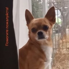 Подробнее об объявлении «Пропала собака кобель помогите найти Горячий Ключ» Фото: пропала собака Чихуахуа «Пропала собака кобель помогите найти Горячий Ключ» в г. Горячий Ключ