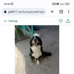 Картинка пропала собака В городе Ахтырский потеряна собачёнка. Ахтырский