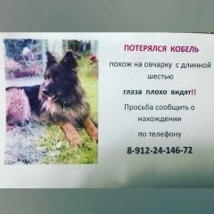 Картинка пропала собака В городе Екатеринбург потерялся песик. Екатеринбург