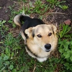 Подробнее об объявлении «Набережные Челны Пропала собака кобель друг» Фото: пропала собака  «Набережные Челны Пропала собака кобель друг» в г. Набережные Челны