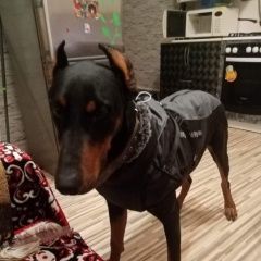 Подробнее об объявлении «Пропала собака кобель Новокубанск» Фото: пропала собака Доберман «Пропала собака кобель Новокубанск» в г. Новокубанск