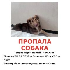 Подробнее об объявлении «Красногорск Пропала собака» Фото: пропала собака  «Красногорск Пропала собака» в г. Красногорск