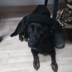 Подробнее об объявлении «Пропала собака кобель вознаграждение Одинцово» Фото: пропала собака  «Пропала собака кобель вознаграждение Одинцово» в г. Одинцово