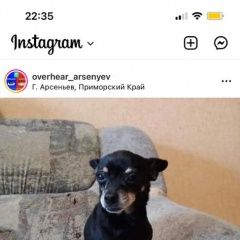 Подробнее об объявлении «Арсеньев Пропала собака» Фото: пропала собака Той-терьер «Арсеньев Пропала собака» в г. Арсеньев