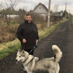 Подробнее об объявлении «Санкт-Петербург Пропала собака хаски» Фото: пропала собака  «Санкт-Петербург Пропала собака хаски» в г. Санкт-Петербург
