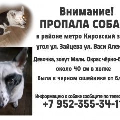Подробнее об объявлении «Санкт-Петербург Пропала собака очень сильно ждём её дома» Фото: пропала собака  «Санкт-Петербург Пропала собака очень сильно...» в г. Санкт-Петербург