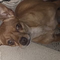 Подробнее об объявлении «Анапа Пропала собака кобель, русский тойтерьер» Фото: пропала собака Русский той-терьер «Анапа Пропала собака кобель, русский тойтерьер» в г. Анапа