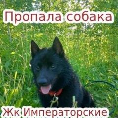 Подробнее об объявлении «Мытищи Пропала собака кобель жк императорские» Фото: пропала собака  «Мытищи Пропала собака кобель жк императорские» в г. Мытищи