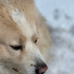 Подробнее об объявлении «Казань Пропала собака кобель помогите вернуть домой» Фото: пропала собака  «Казань Пропала собака кобель помогите вернуть...» в г. Казань