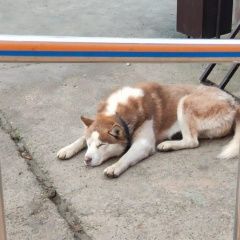 Подробнее об объявлении «Анапа Пропала собака кобель помогите найти друга кобель породы хаски» Фото: пропала собака Аляскинский маламут «Анапа Пропала собака кобель помогите найти...» в г. Анапа