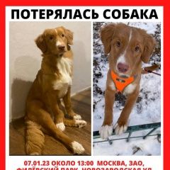 Подробнее об объявлении «Москва Пропала собака помогите найти собаку» Фото: пропала собака  «Москва Пропала собака помогите найти собаку» в г. Москва