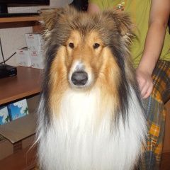 Подробнее об объявлении «Анапа Пропала собака кобель убежала собака» Фото: пропала собака Колли «Анапа Пропала собака кобель убежала собака» в г. Анапа