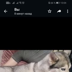 Подробнее об объявлении «Пропала собака.г убежала хаски Ставрополь» Фото: пропала собака Сибирская хаски «Пропала собака.г убежала хаски Ставрополь» в г. Ставрополь