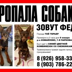 Подробнее об объявлении «Москва Пропала собака кобель измайлово» Фото: пропала собака Той-терьер «Москва Пропала собака кобель измайлово» в г. Москва