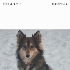 Картинка пропала собака В городе Краснодар потеряна собаченка. Краснодар