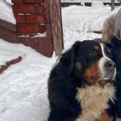 Подробнее об объявлении «Внуково Пропала собака адель» Фото: пропала собака Бернская горная пастушья собака «Внуково Пропала собака адель» в г. Внуково