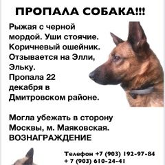 Подробнее об объявлении «Москва Пропала собака» Фото: пропала собака  «Москва Пропала собака» в г. Москва