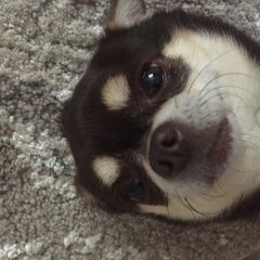 Подробнее об объявлении «Липецк Пропала собака кобель» Фото: пропала собака Чихуахуа «Липецк Пропала собака кобель» в г. Липецк