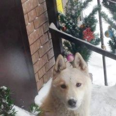 Картинка пропала собака В городе Вязьма исчезла сабачка. Вязьма