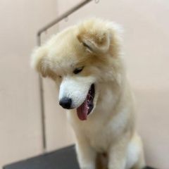 Подробнее об объявлении «Пропала собака кобель Владикавказ» Фото: пропала собака Аляскинский маламут «Пропала собака кобель Владикавказ» в г. Владикавказ