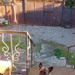 Подробнее об объявлении «Пропала собака Железноводск(Ставропольский)» Фото: пропала собака  «Пропала собака Железноводск(Ставропольский)» в г. Железноводск(Ставропольский)