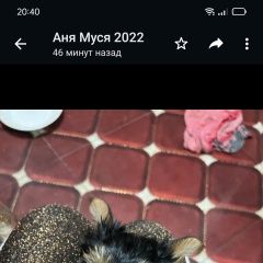 Подробнее об объявлении «Анапа Пропала собака в районе пятихаток. сего» Фото: пропала собака Йоркширский терьер «Анапа Пропала собака в районе пятихаток. сего» в г. Анапа