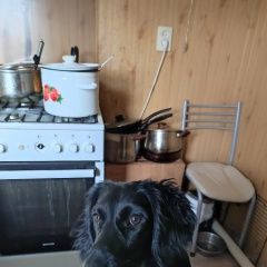 Подробнее об объявлении «Пропала собака кобель срочно Новороссийск» Фото: пропала собака  «Пропала собака кобель срочно Новороссийск» в г. Новороссийск