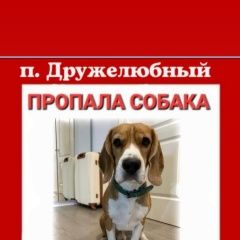 Картинка пропала собака В городе Краснодар исчез собачёнок. Краснодар