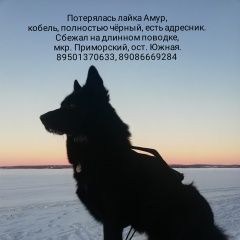 Подробнее об объявлении «Пропала собака кобель лайка чёрная ост. южная, Иркутск» Фото: пропала собака Русско-европейская лайка «Пропала собака кобель лайка чёрная ост. южная,...» в г. Иркутск