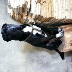 Подробнее об объявлении «Анапа Пропала собака кобель» Фото: пропала собака Шар-пей «Анапа Пропала собака кобель» в г. Анапа