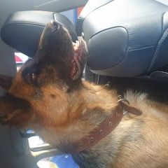 Подробнее об объявлении «Пропала собака немецкая овчарка Усмань» Фото: пропала собака Немецкая овчарка «Пропала собака немецкая овчарка Усмань» в г. Усмань