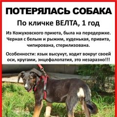 Подробнее об объявлении «Москва Пропала собака» Фото: пропала собака  «Москва Пропала собака» в г. Москва