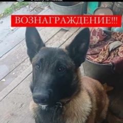 Картинка пропала собака В городе Томск запропастился собаченок. Томск
