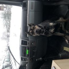 Подробнее об объявлении «Пропала собака д.дарьино, ор, мо Одинцово» Фото: пропала собака  «Пропала собака д.дарьино, ор, мо Одинцово» в г. Одинцово