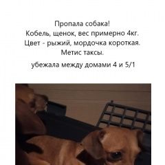 Подробнее об объявлении «Москва Пропала собака кобель потерялась собака. метис таксы.» Фото: пропала собака Такса «Москва Пропала собака кобель потерялась собака....» в г. Москва