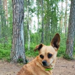 Подробнее об объявлении «Пропала собака кобель рыжий той спб Санкт-Петербург» Фото: пропала собака Русский той-терьер «Пропала собака кобель рыжий той спб...» в г. Санкт-Петербург