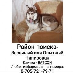 Картинка пропала собака В городе Актобе (Актюбинск) потерялся собачёнок. Актобе (Актюбинск)