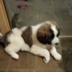 Подробнее об объявлении «Пропала собака Алматы (Алма-Ата)» Фото: пропала собака  «Пропала собака Алматы (Алма-Ата)» в г. Алматы (Алма-Ата)