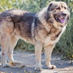 Подробнее об объявлении «Пропала собака кобель Иркутск» Фото: пропала собака Немецкая овчарка «Пропала собака кобель Иркутск» в г. Иркутск