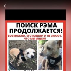 Подробнее об объявлении «Москва Пропала собака русский той терьер» Фото: пропала собака Русский той-терьер «Москва Пропала собака русский той терьер» в г. Москва