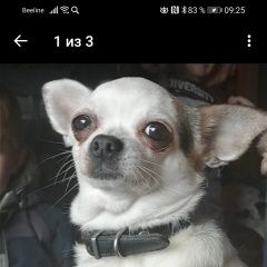 Подробнее об объявлении «Пропала собака чихуахуа белая девочка Санкт-Петербург» Фото: пропала собака Чихуахуа «Пропала собака чихуахуа белая девочка...» в г. Санкт-Петербург