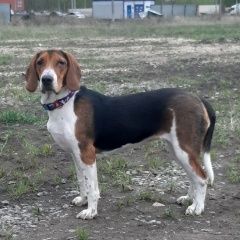 Подробнее об объявлении «Липецк Пропала собака» Фото: пропала собака Гончая «Липецк Пропала собака» в г. Липецк