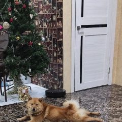 Подробнее об объявлении «Волгоград Пропала собака кобель» Фото: пропала собака  «Волгоград Пропала собака кобель» в г. Волгоград