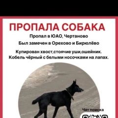 Картинка пропала собака В городе Москва потерялся пёс. Москва